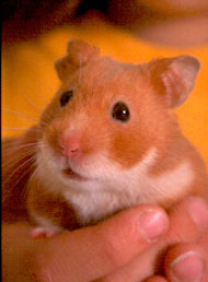 Hamster